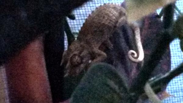 Tricky day 3

Apparantly taking a nap around 6:30 lol. So low in the cage though. Probably just cooling down, but I hope he is okay.