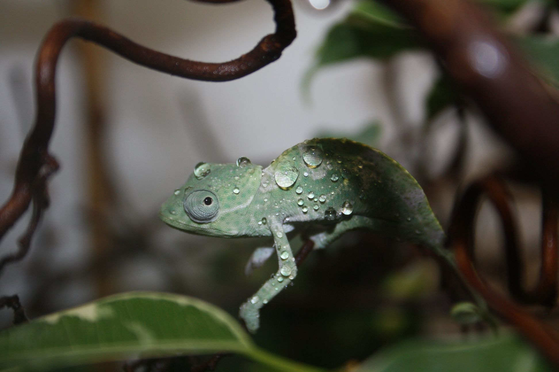 Trioceros Deremensis