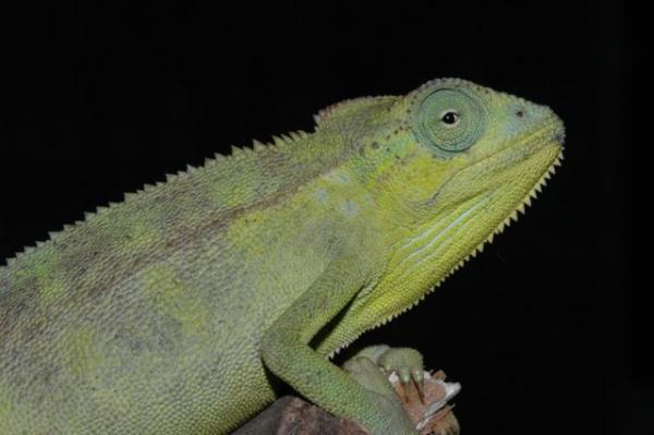 Trioceros ellioti