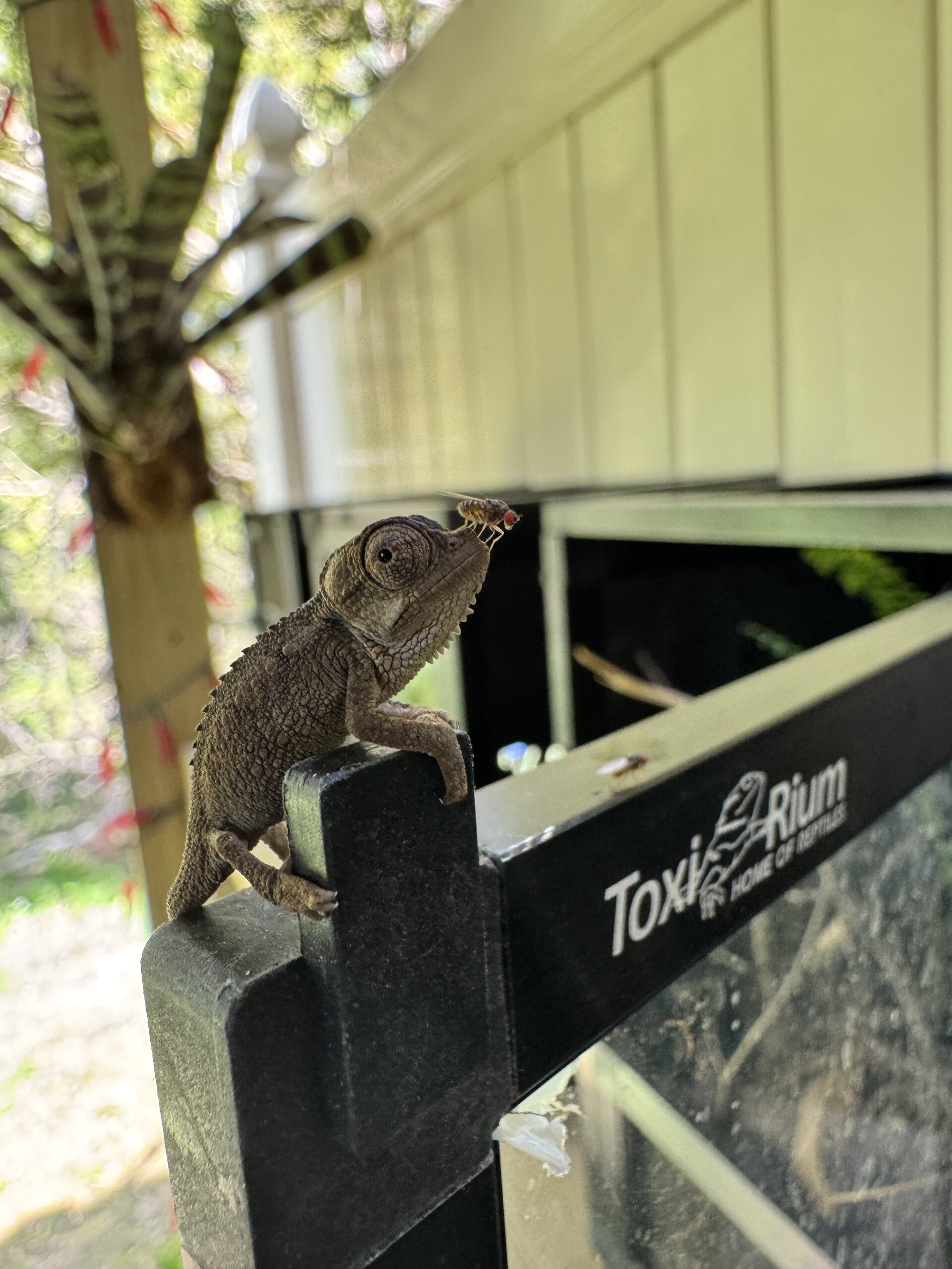 Trioceros hoehnelii baby with fruit fly