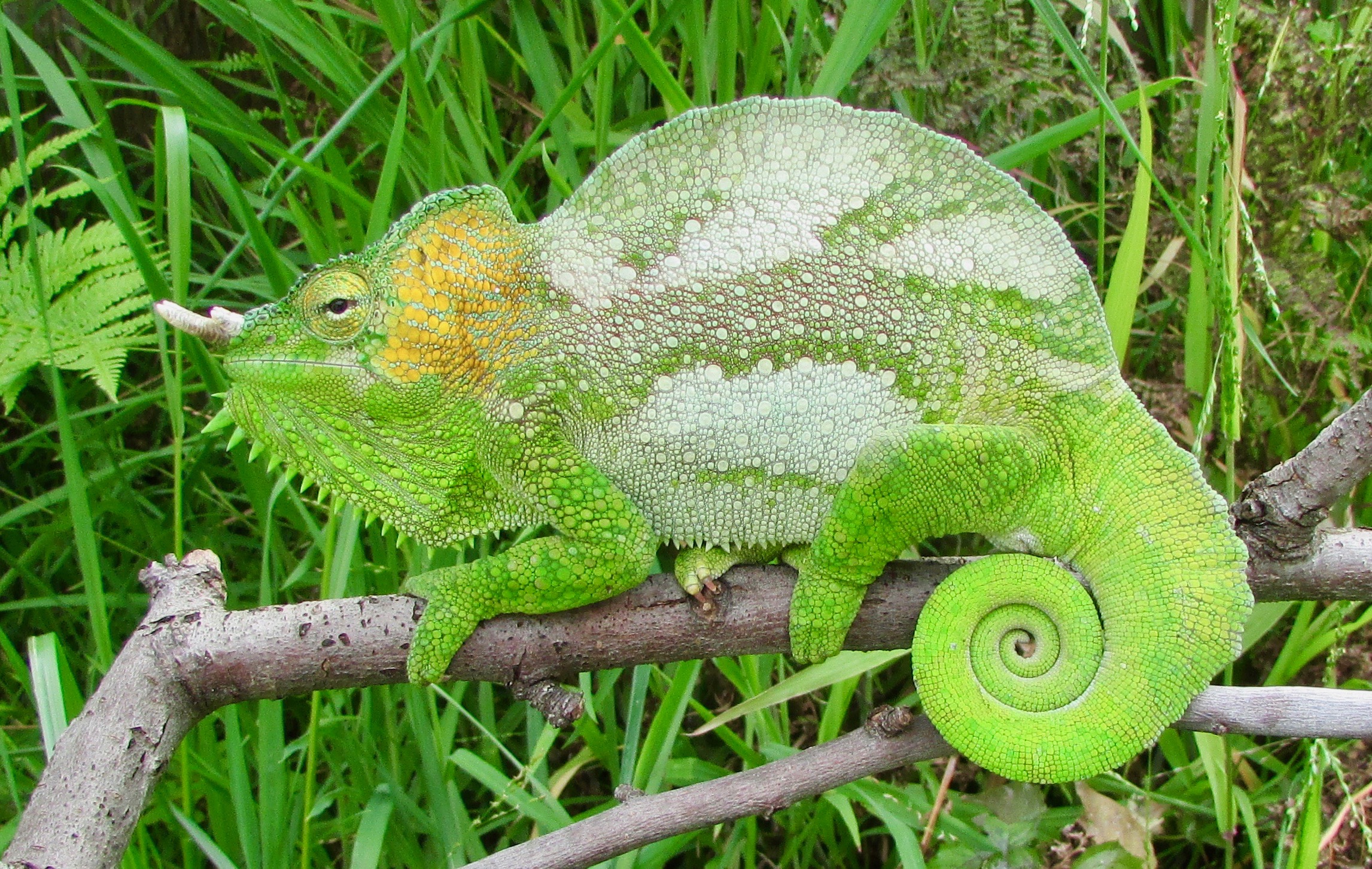 Trioceros quadricornis gracilior