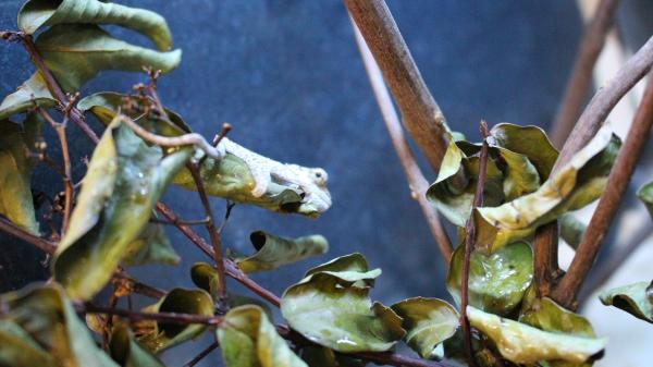 TrioceroswerneriBabies2