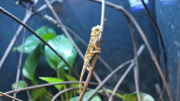 TrioceroswerneriBabies3