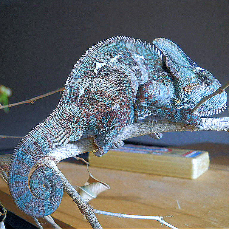 Trooper Twister's Hatchday Blues