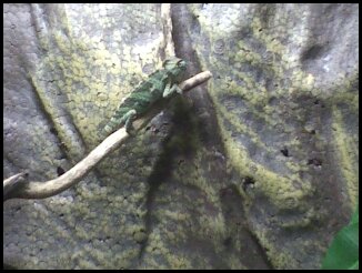 Trying to blend with the back