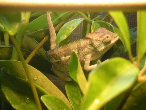 Trying to catch some of the great blues little Guen has been showing