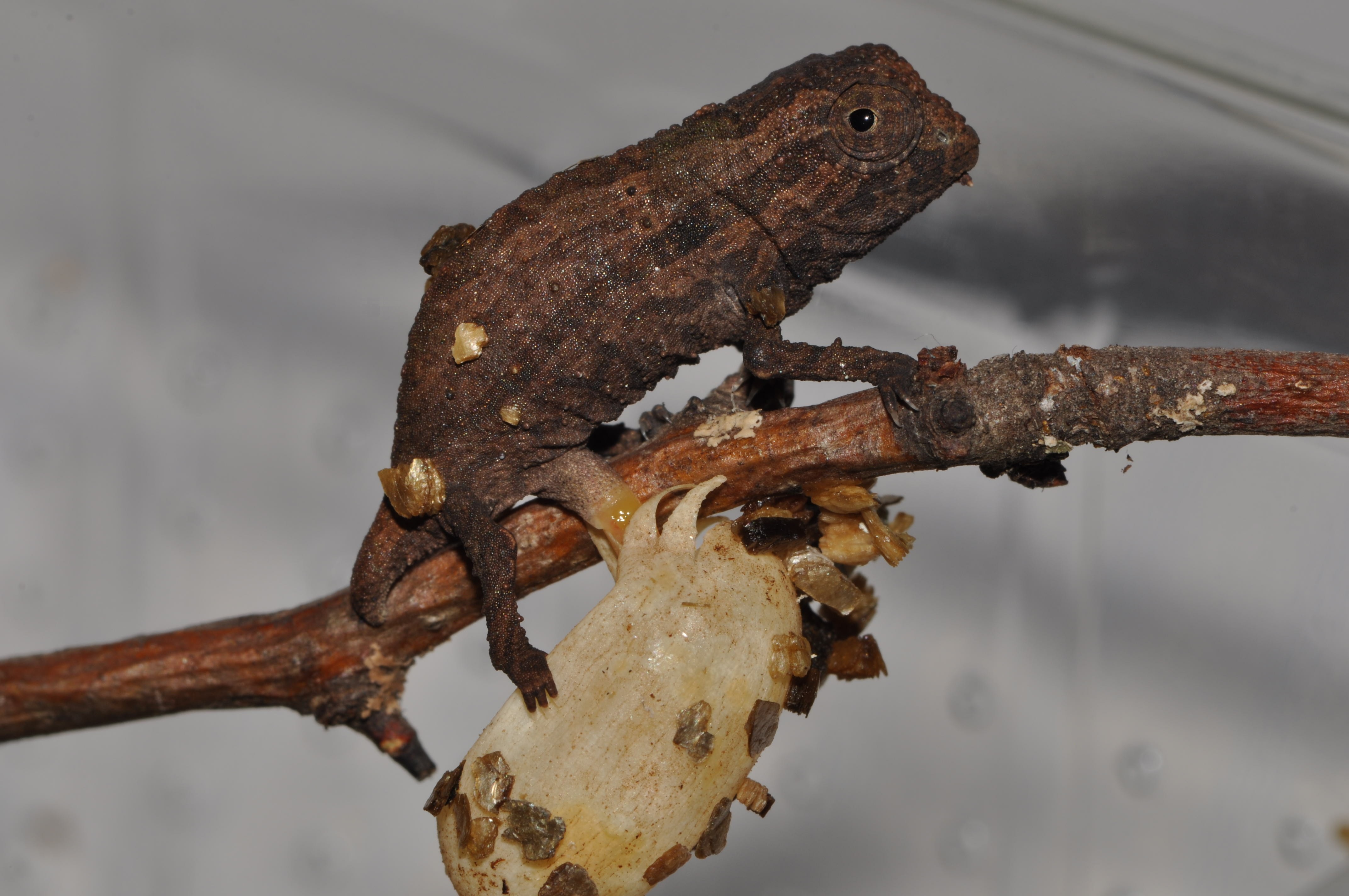 Trying To Lose The Egg...