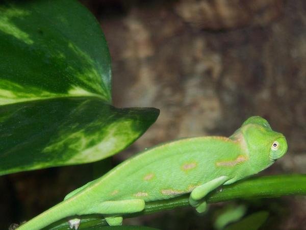 Trying to sleep. First night sleeping on the pothos.