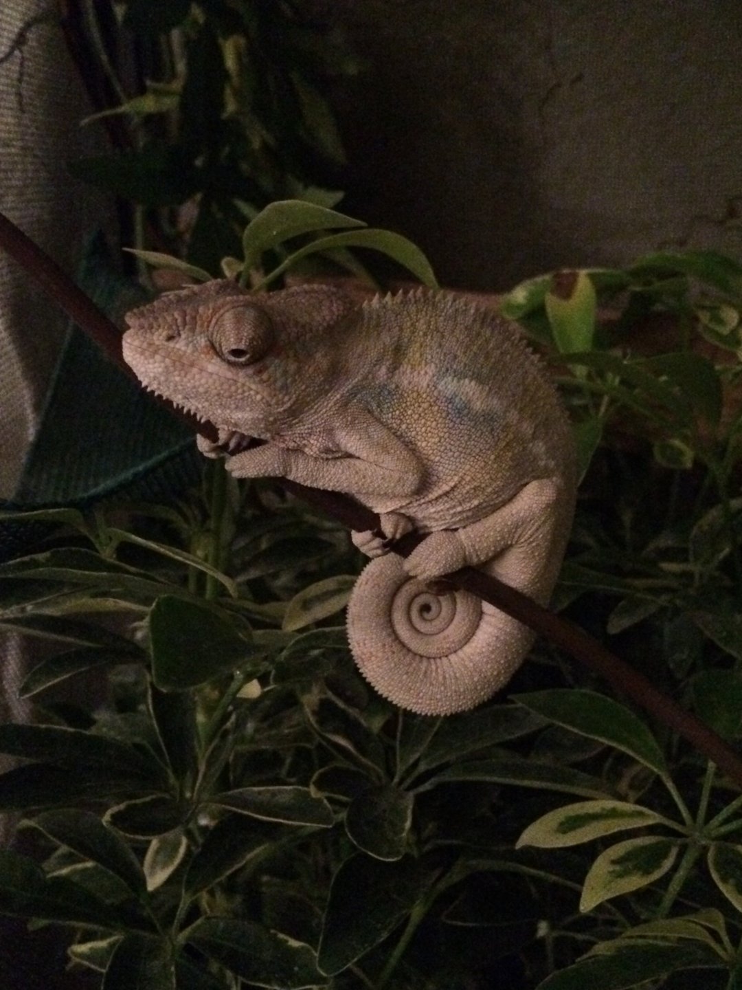 Tucking In