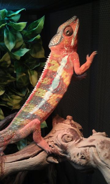 turning orange!
