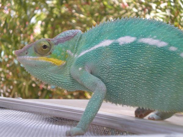 Turq, Nosy Be, 8 months old
