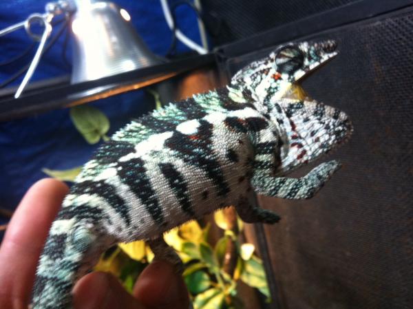 Typhoon sired by Josie a wc at the chameleon company! :-)