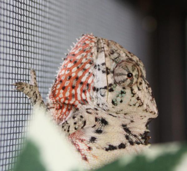 Un named Female/ Young Faly