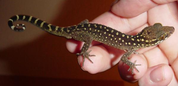 Undescribed Cyrtodactylus