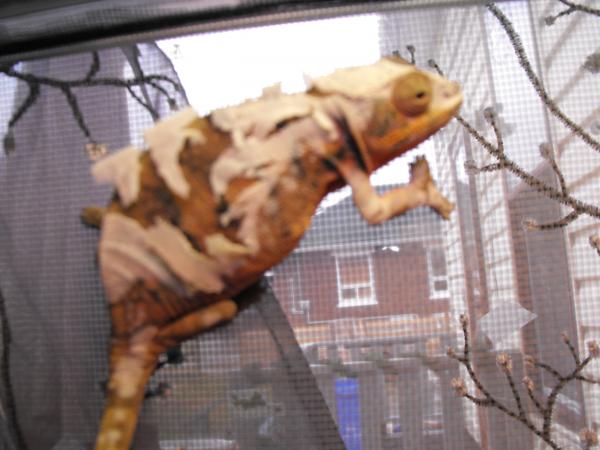 updated reptile photos 003