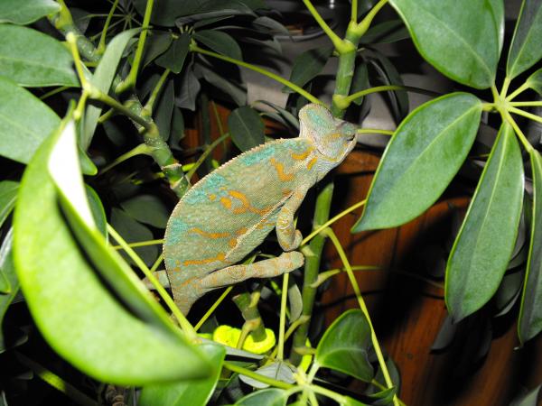 updated reptile photos 008