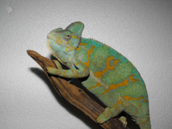 updated reptile photos 040