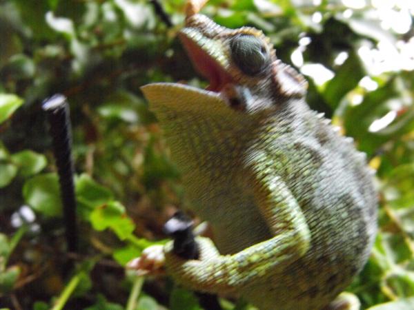 updated reptile photos 132