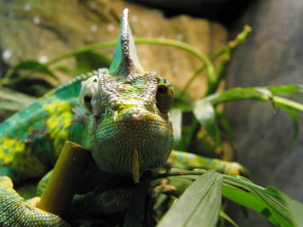 updated reptile photos 322