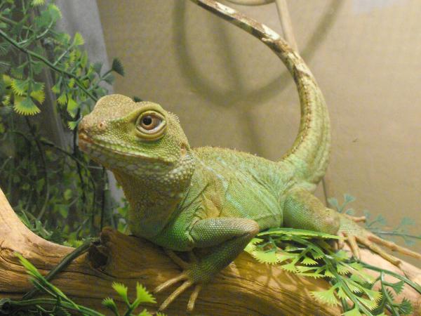 updated reptile photos 328