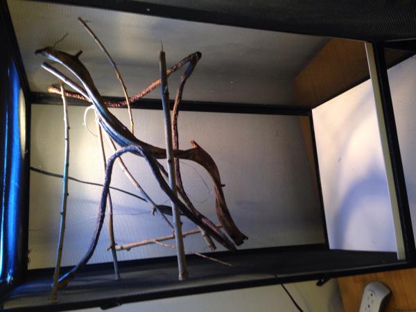 Updating Oliver's cage - branches