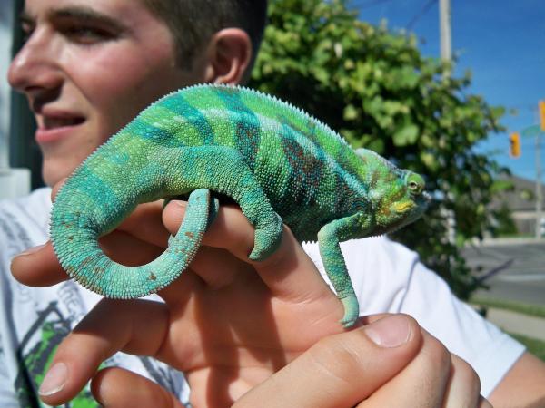 urban chameleon