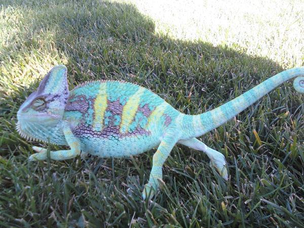 urkel when he was younger mobbing the grass