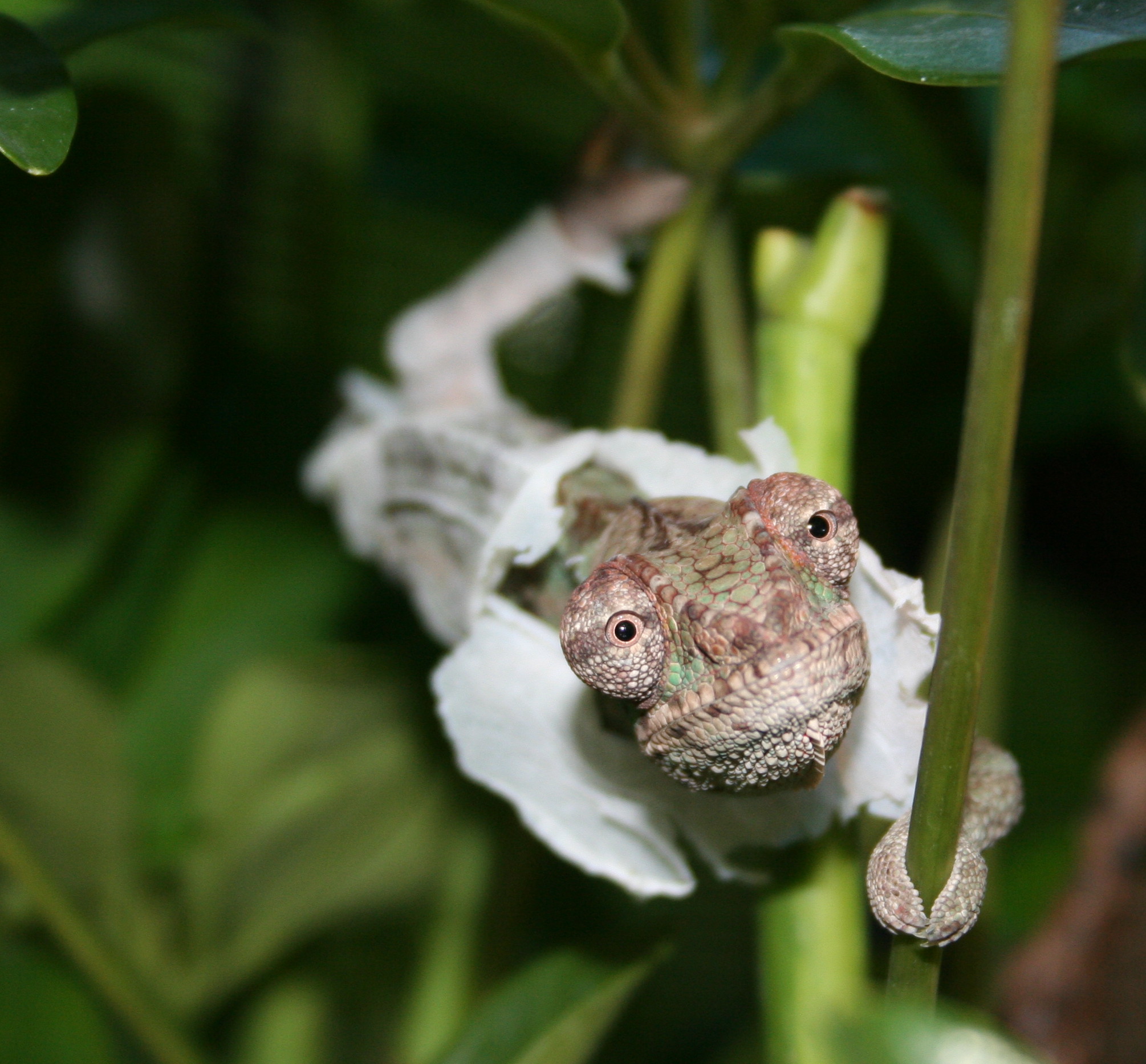 Urlich The Destroyer