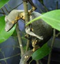 Uroplatus phantasticus