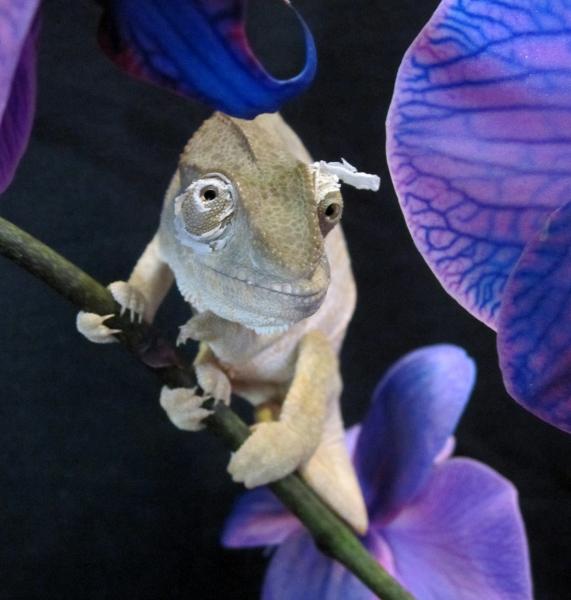 Ury shedding.