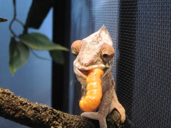 Ury smokin' a butterworm.