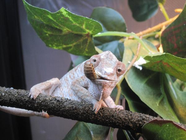 Ury smokin' a dubia.