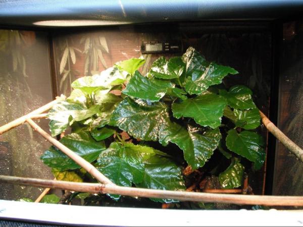 Used the bamboo to make basking spots for each light.