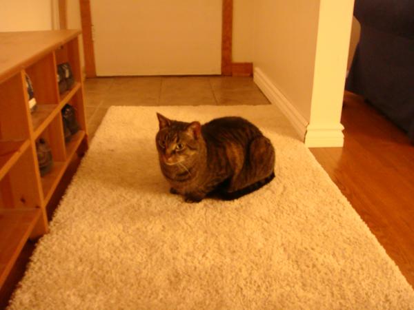 Used to love sitting and watching furniture.  Sadly, that carpet is gone now.  No more sitting for Casey