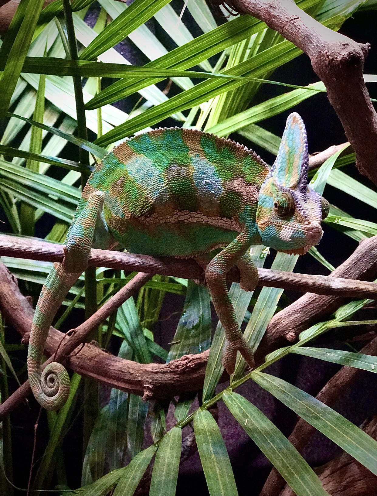 Van’s ‘Internally Judging Others’ Look