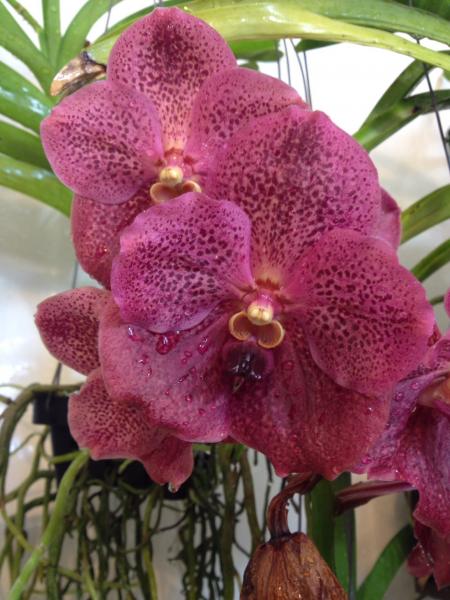 Vanda Chulita