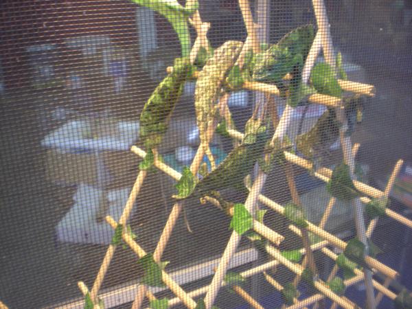 Various Jackson's, veiled, and other chameleons.