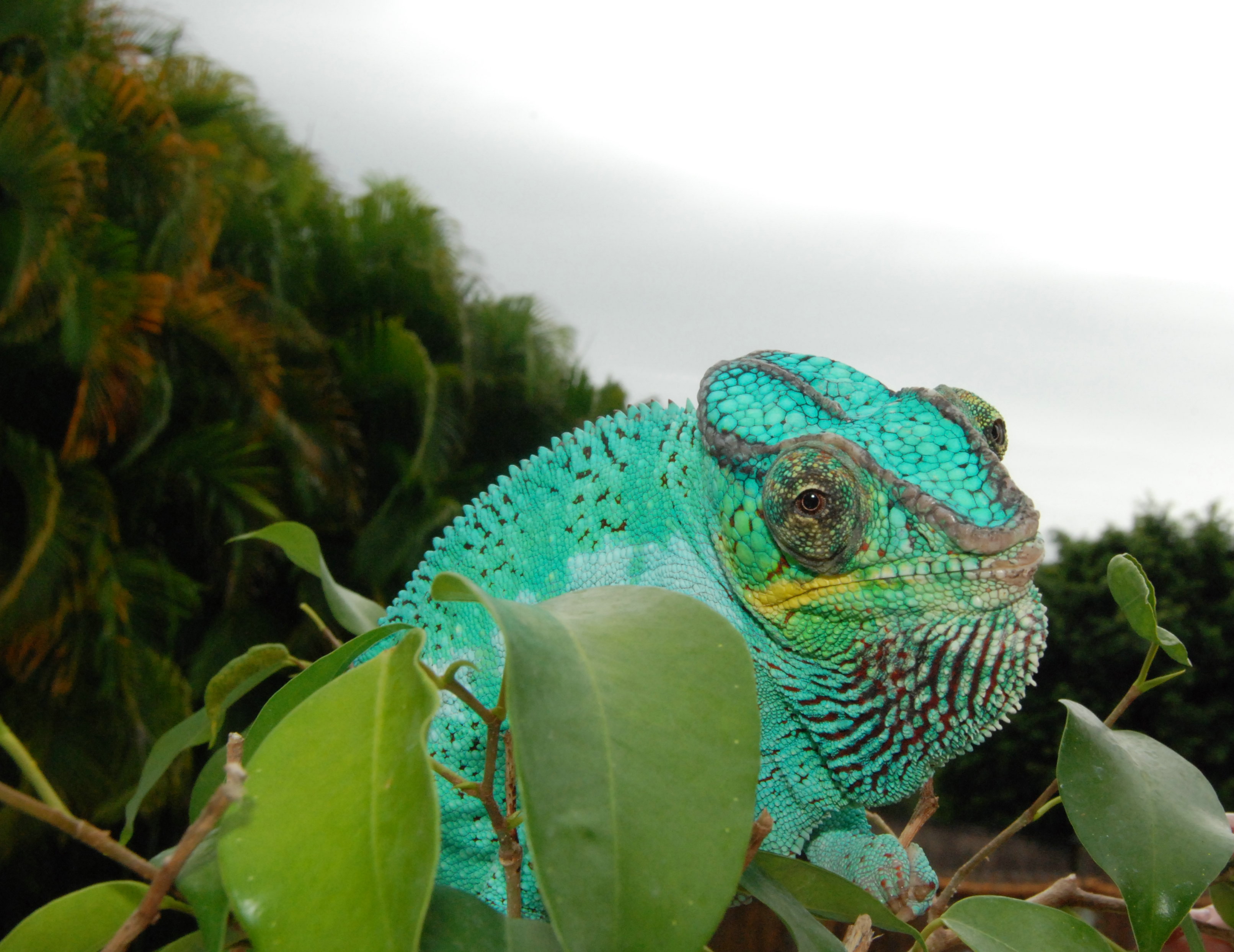 Vega, Intimidated by the Camera!