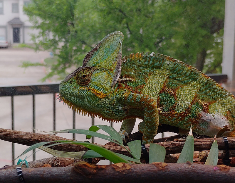 Veiled Chameleon 1