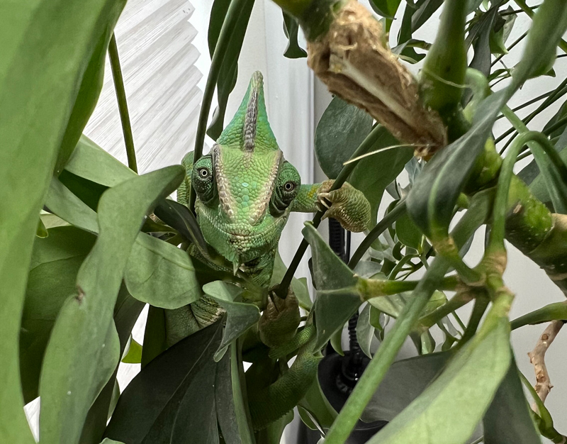 Veiled Chameleon 10