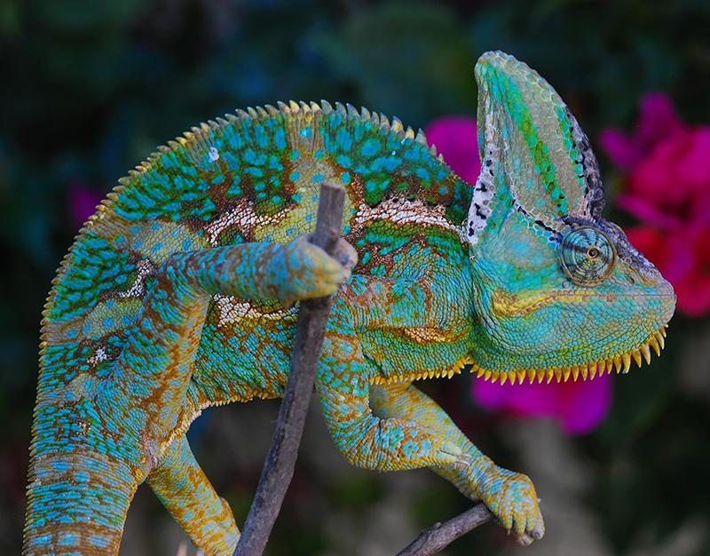 Veiled Chameleon 10