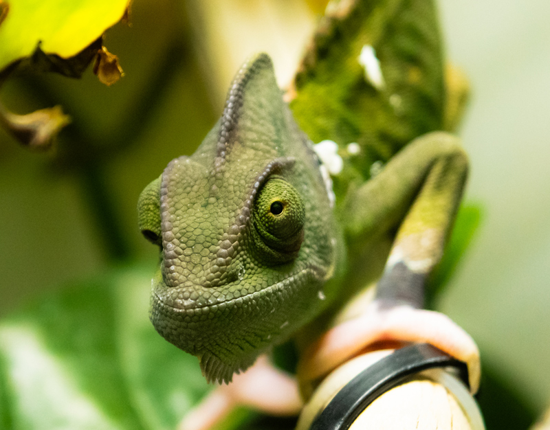 Veiled Chameleon 11