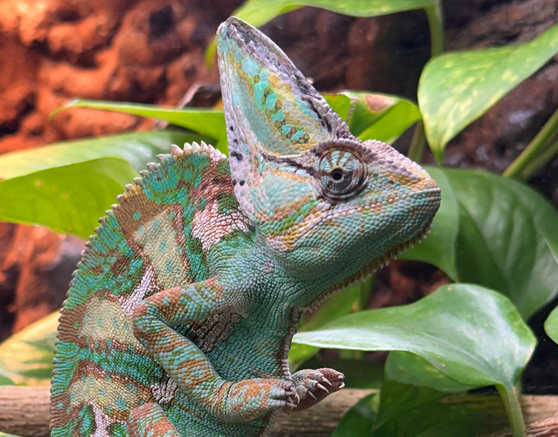 Veiled Chameleon 11