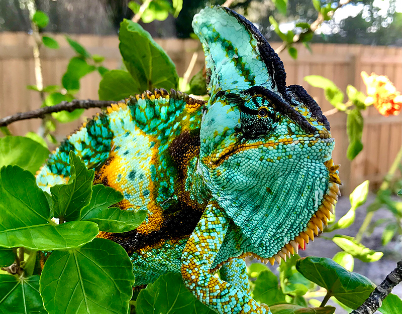 Veiled Chameleon 12