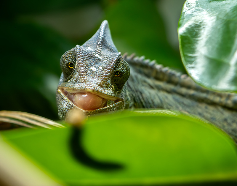 Veiled Chameleon 13
