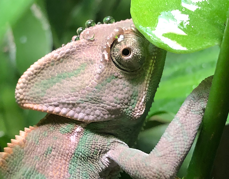 Veiled Chameleon 14