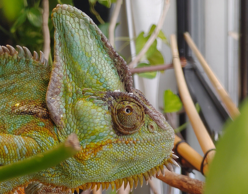Veiled Chameleon 15