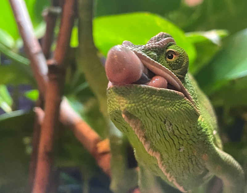 Veiled Chameleon 19
