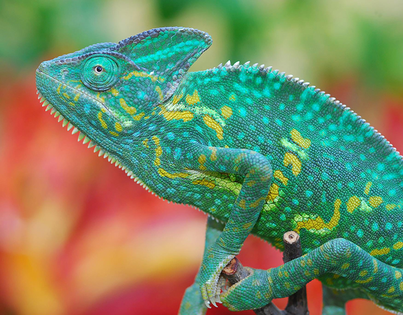 Veiled Chameleon 3