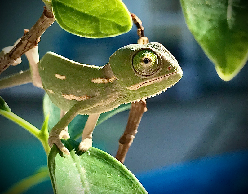 Veiled Chameleon 4